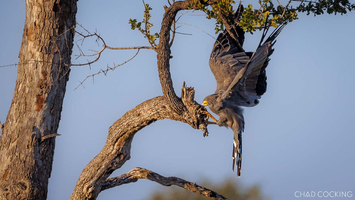 Wonderful birding in the Timbavati