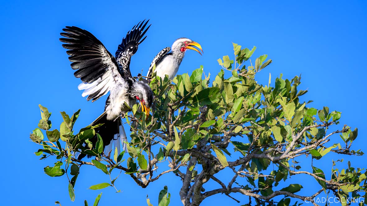 Yellow billed hornbill