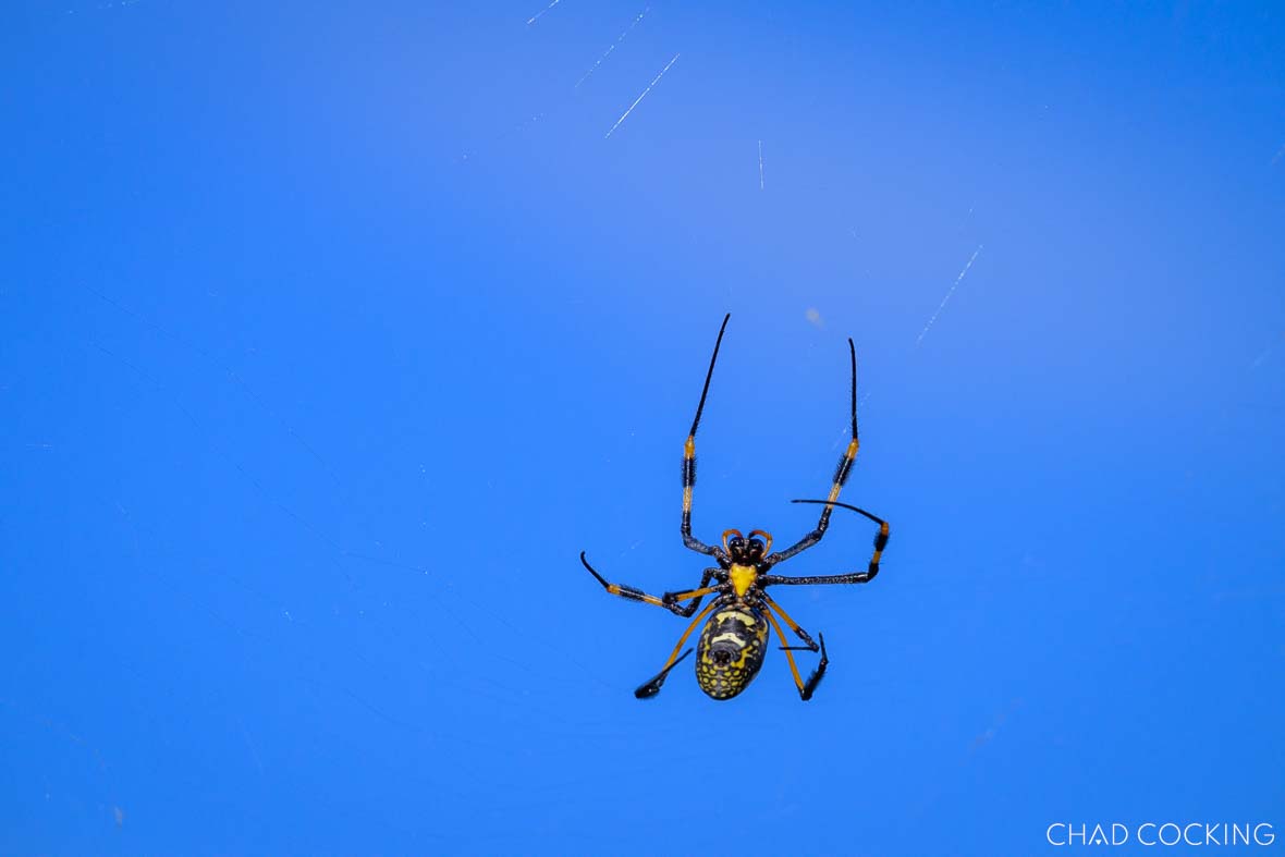 Golden orb spider seen on safari