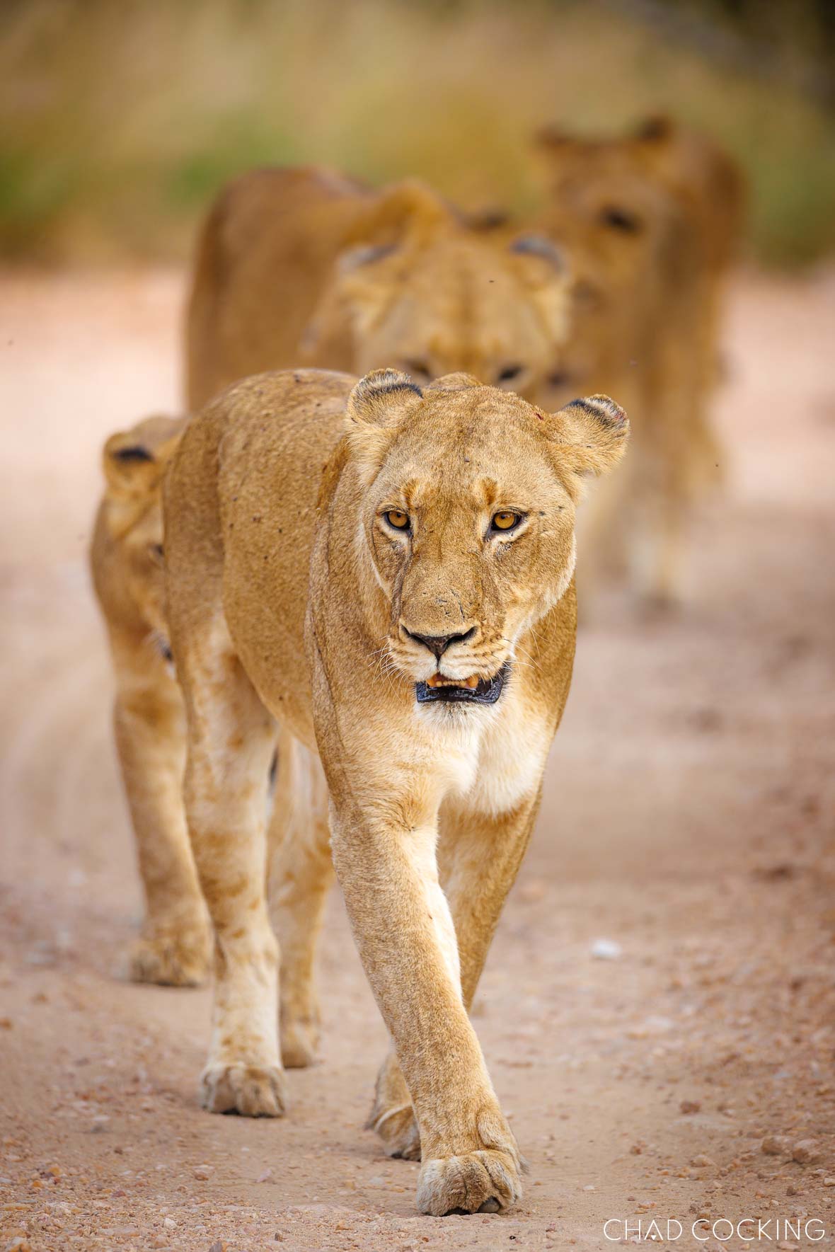beautiful lioness in the Timbavati