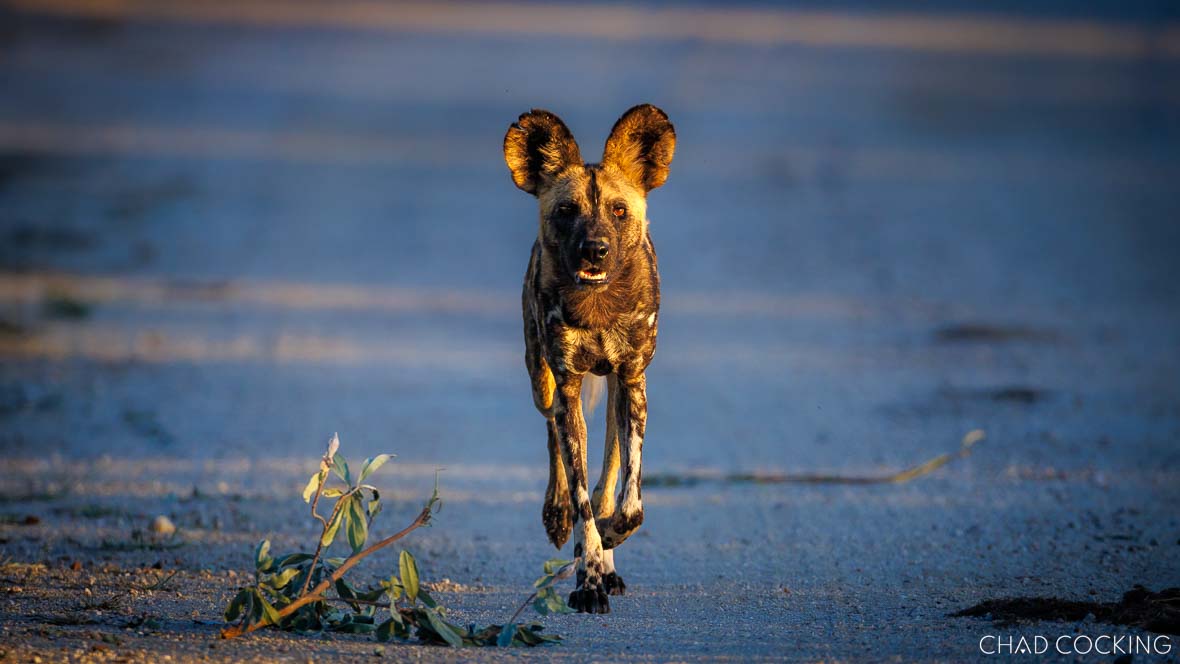 Endangered Wild Dogs seen on safari at Tanda Tula