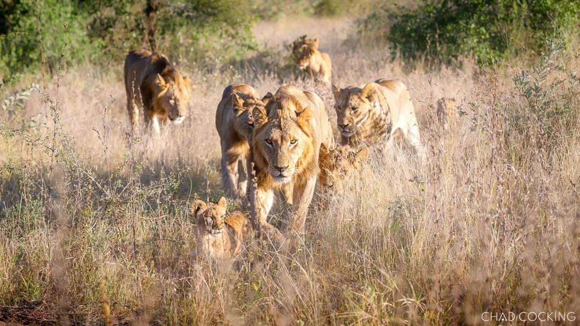 Lions of the Timbavati