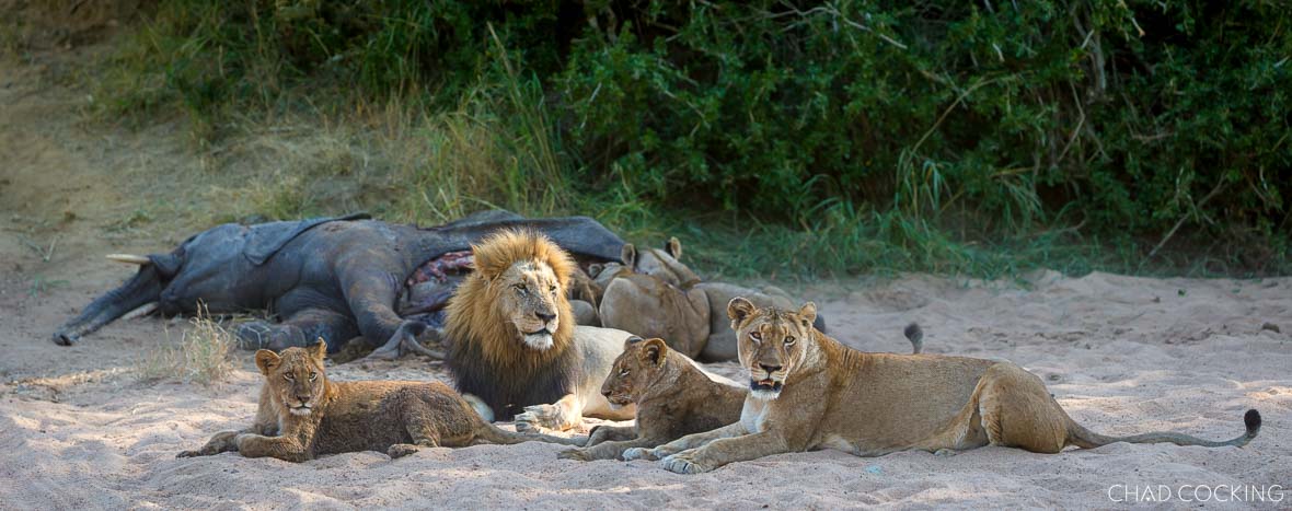 Lions feeding on an elephant