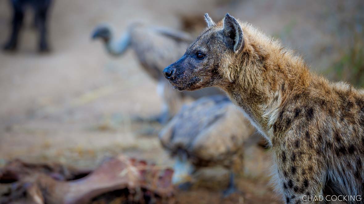 Hyena enjoying lion's left overs