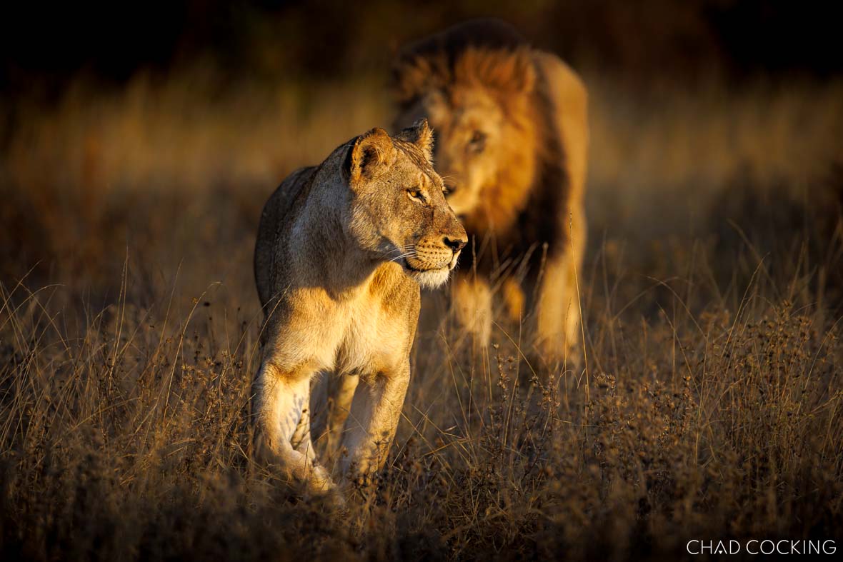 Lions in Greater Kruger