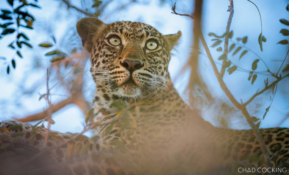 Leopard in tree in Timbavati