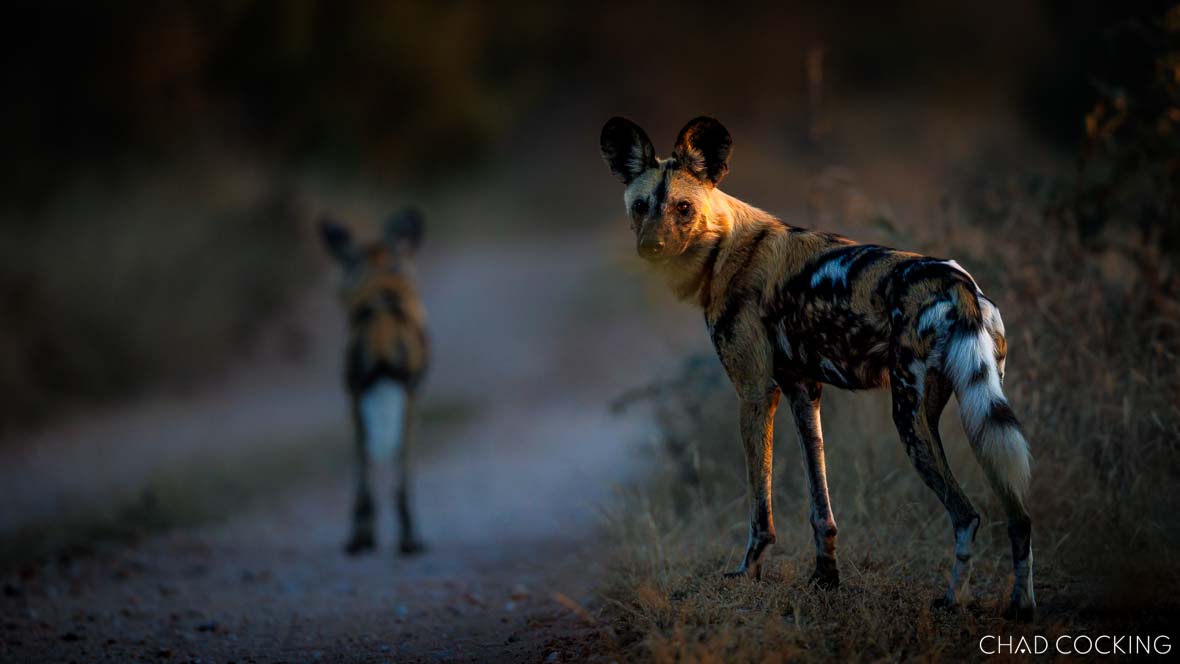 Endangered wild dogs seen at Tanda Tula