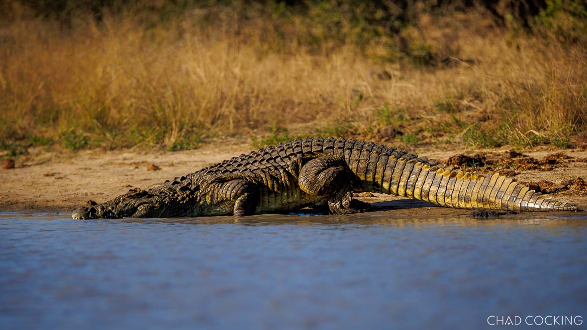 Crocodile at Tanda TUla Safari Camp