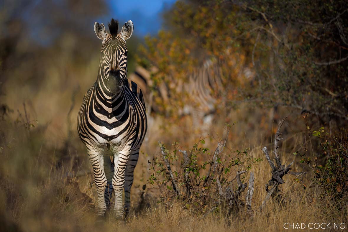 Majestic zebra in Kruger