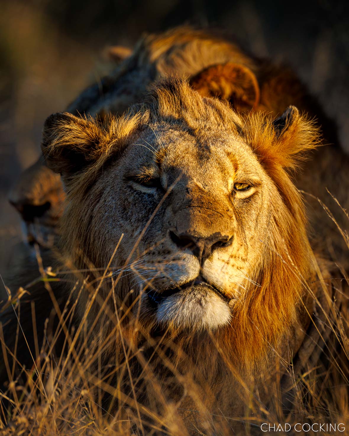 male lion in Timbavati