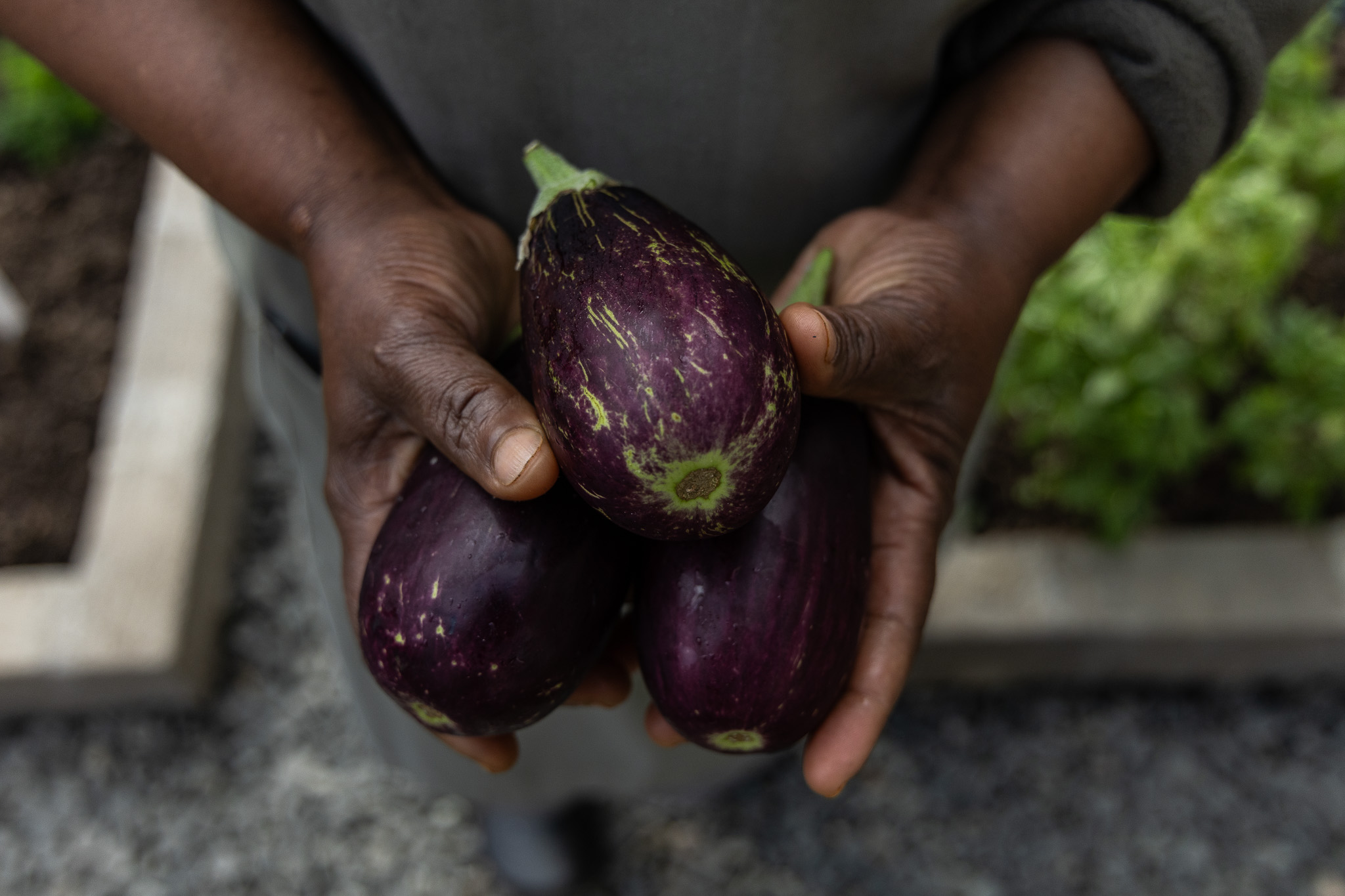 Close-up of dark-skinned hands holding three freshly picked aubergines in the Tanda Tula garden, capturing the connection between land, people, and plate in the Timbavati.
