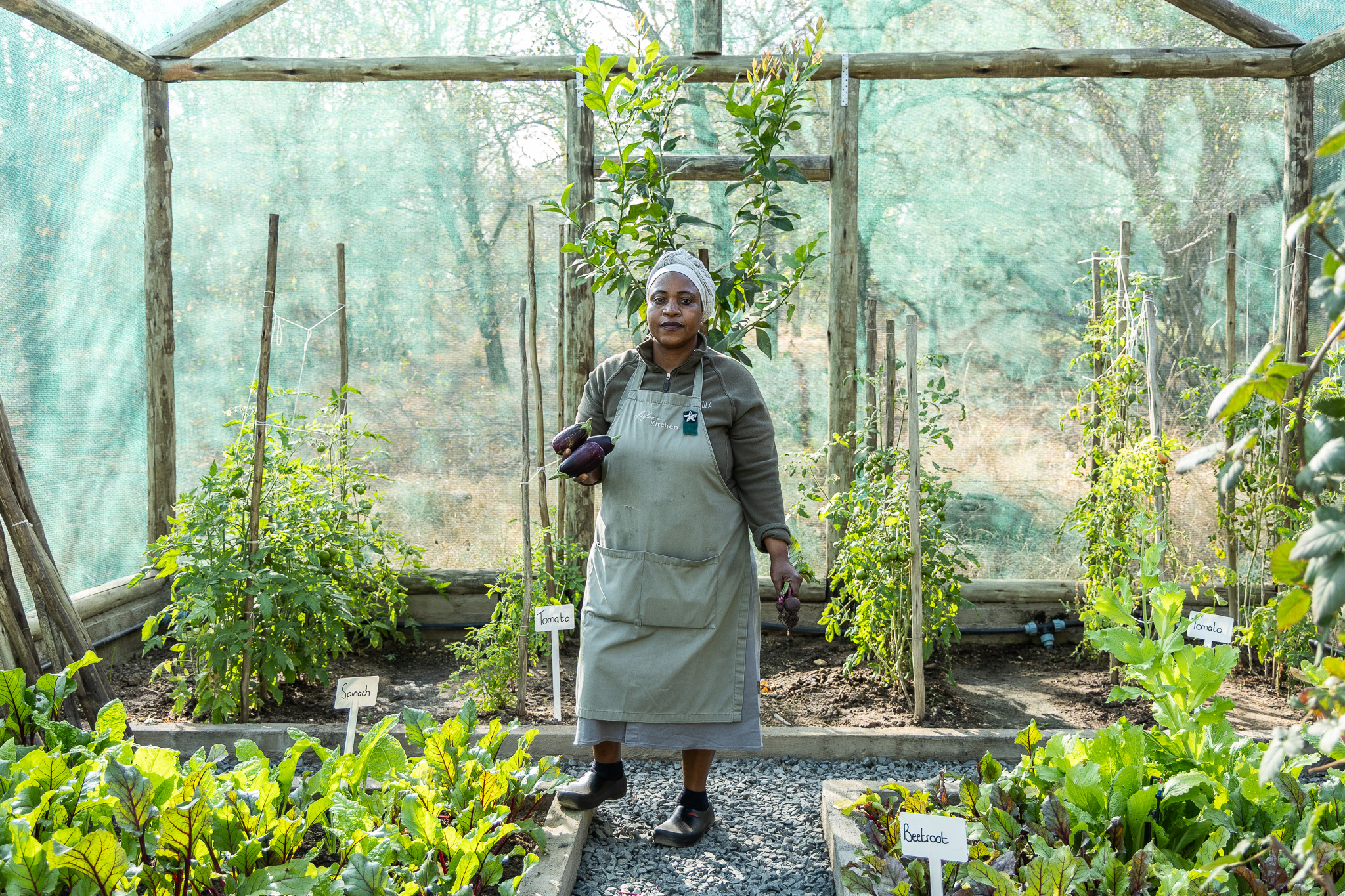 A woman stands in the centre of a flourishing organic garden at Tanda Tula, holding freshly picked aubergines and beetroot, surrounded by leafy spinach, tomato plants, and earthy soil, under a green mesh shade.