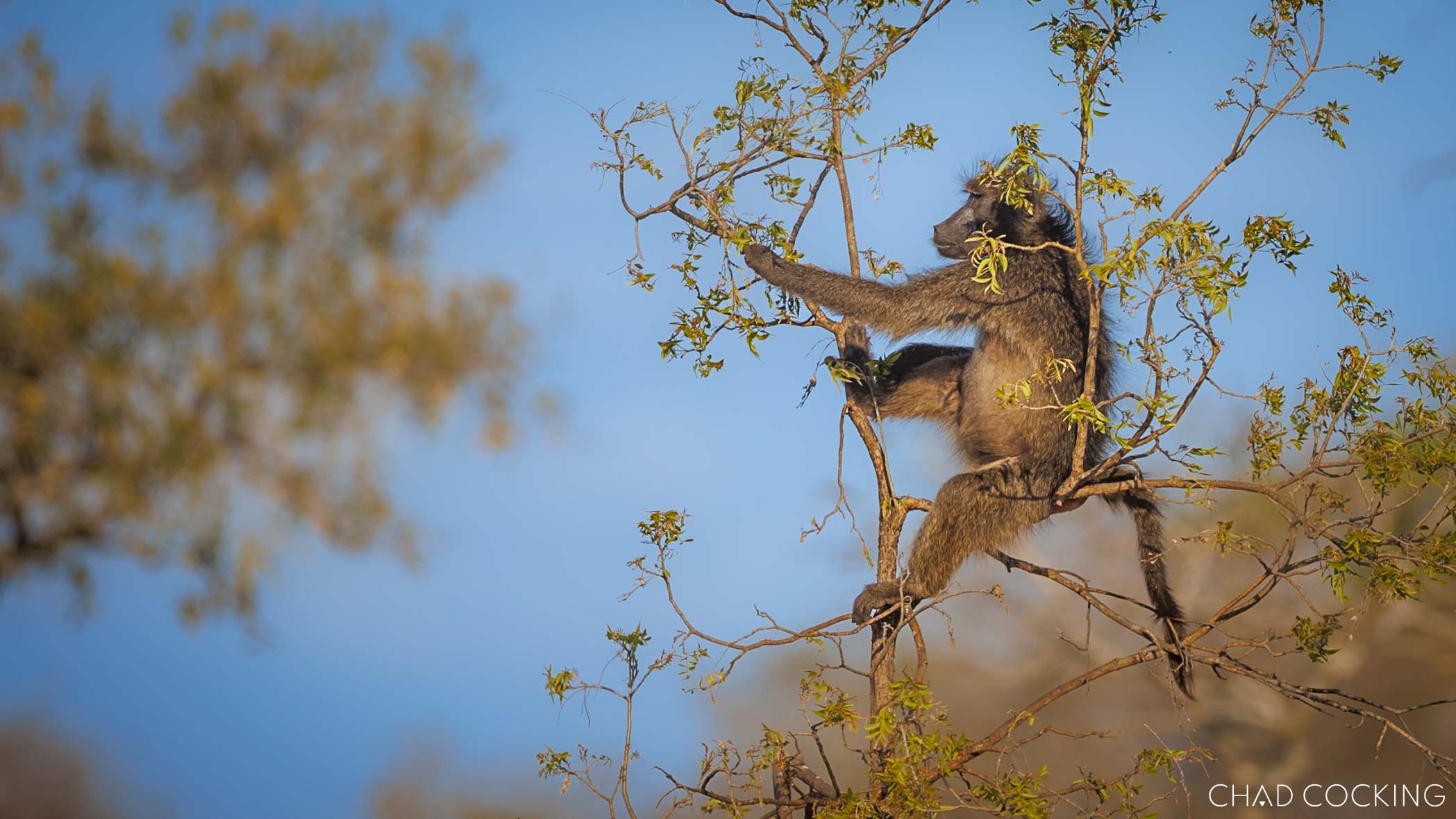 Baboon perched in a tree feeding on spring shoots.