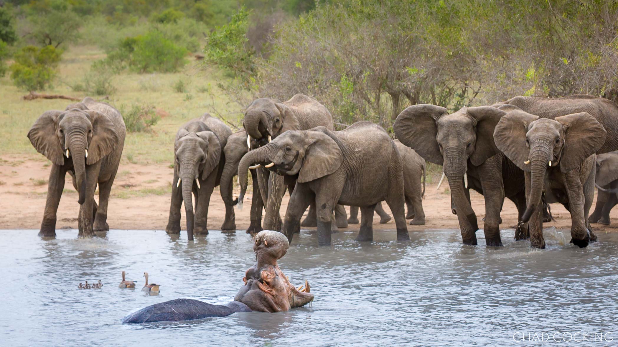Herd of elephants and a hippo at a Timbavati waterhole.
