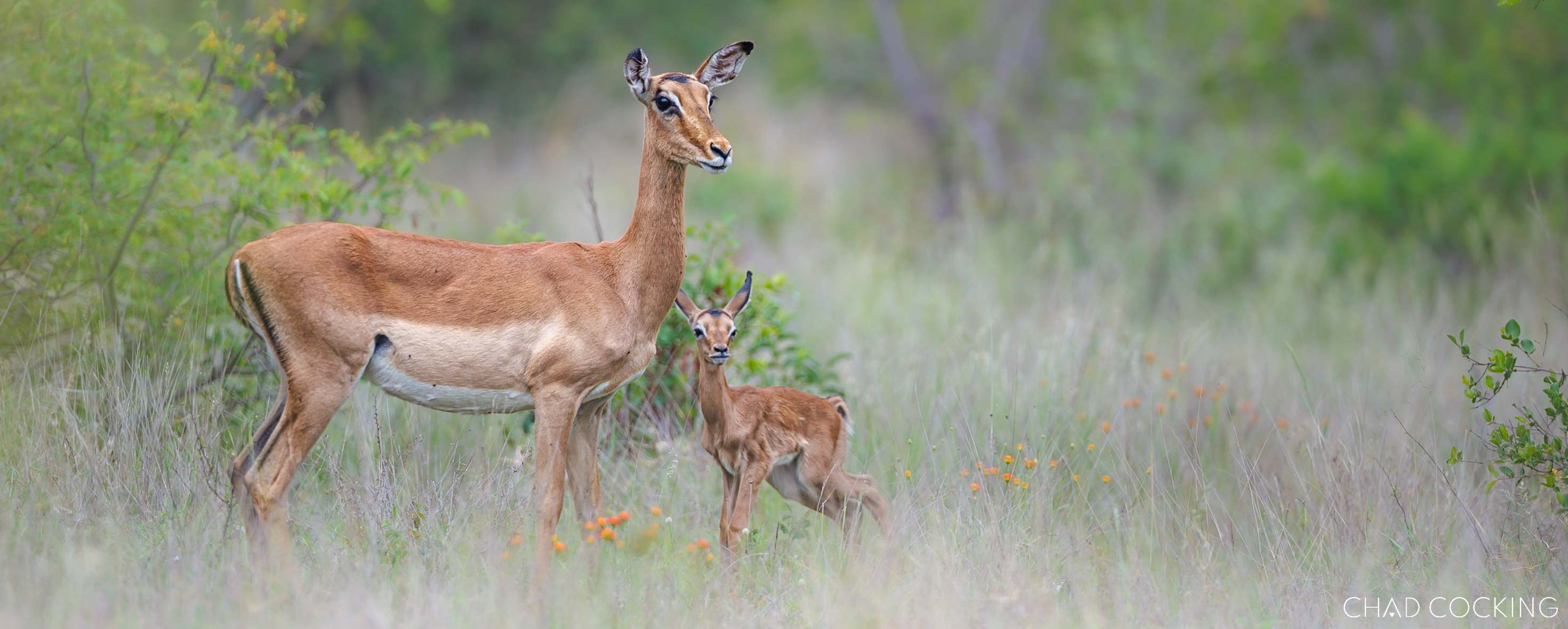 Impala ewe with young lamb in the spring grass of the Timbavati.