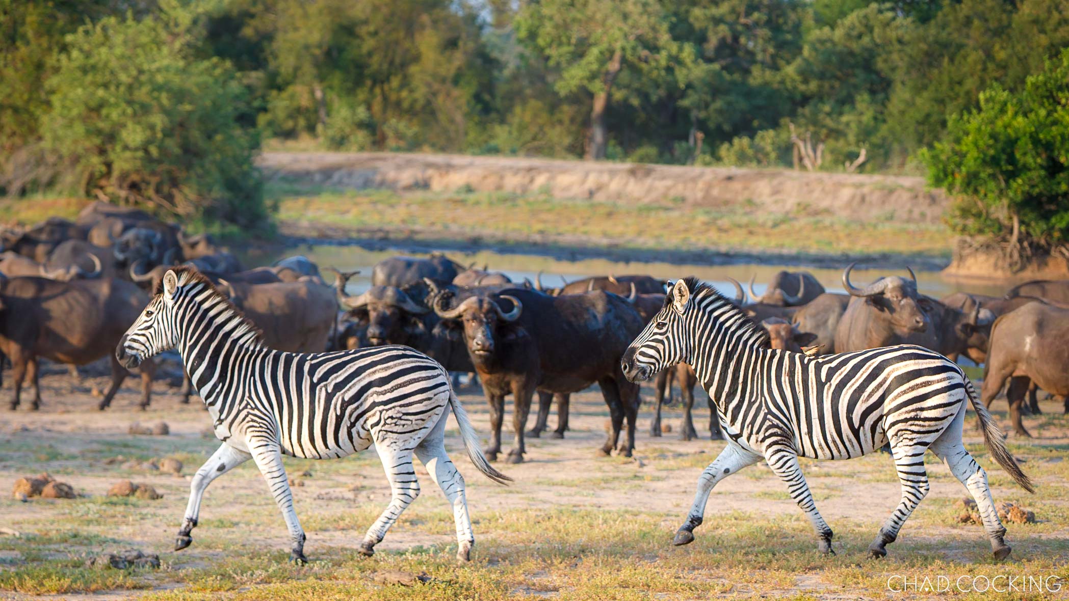 Two zebras trot past a large herd of buffalo at a waterhole.