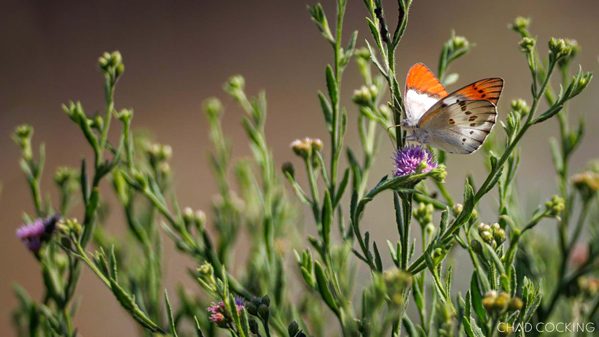 Butterfly feeding on wildflowers in the Timbavati during spring.