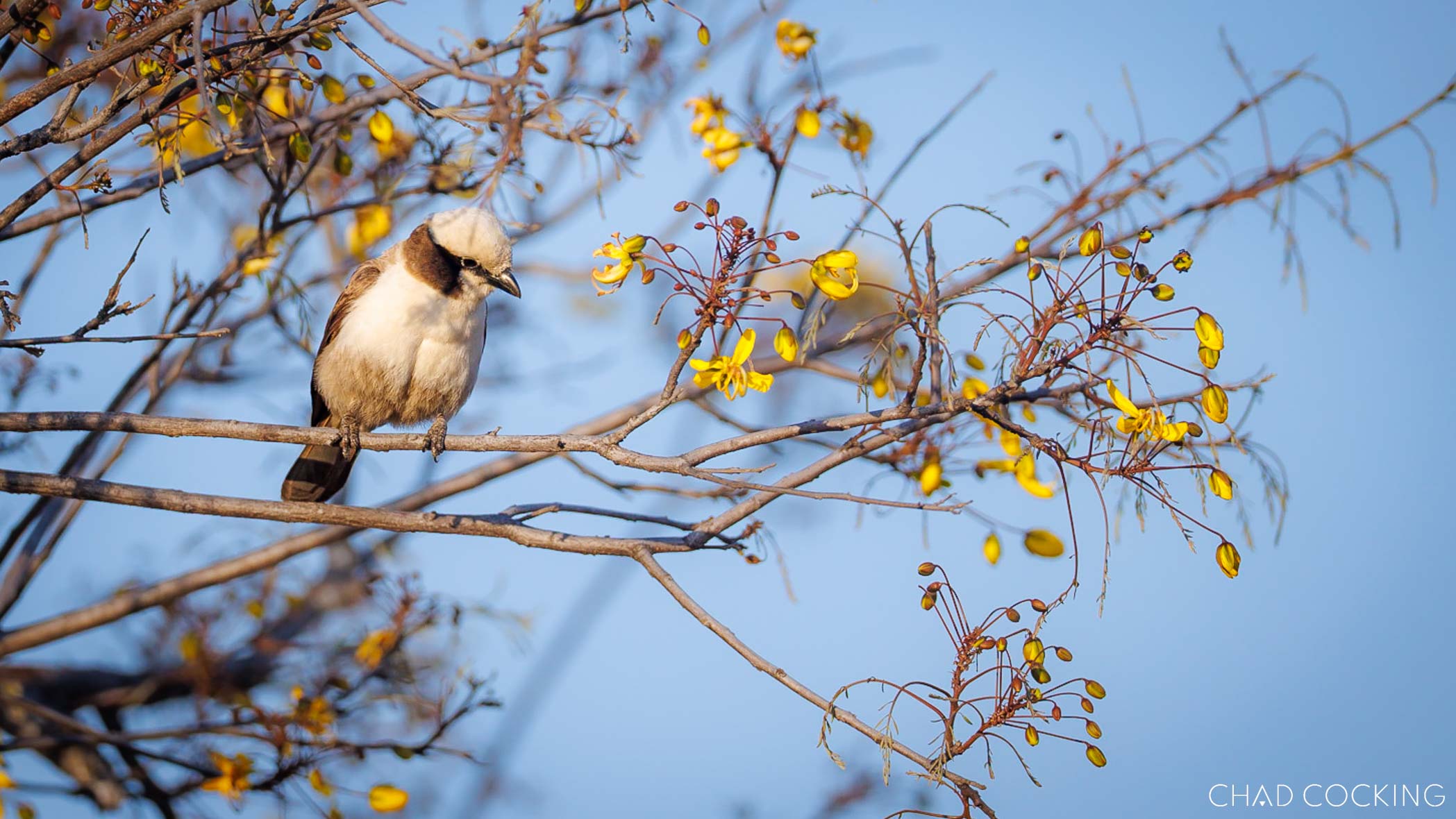 Bird perched among yellow blossoms in the Timbavati during spring.