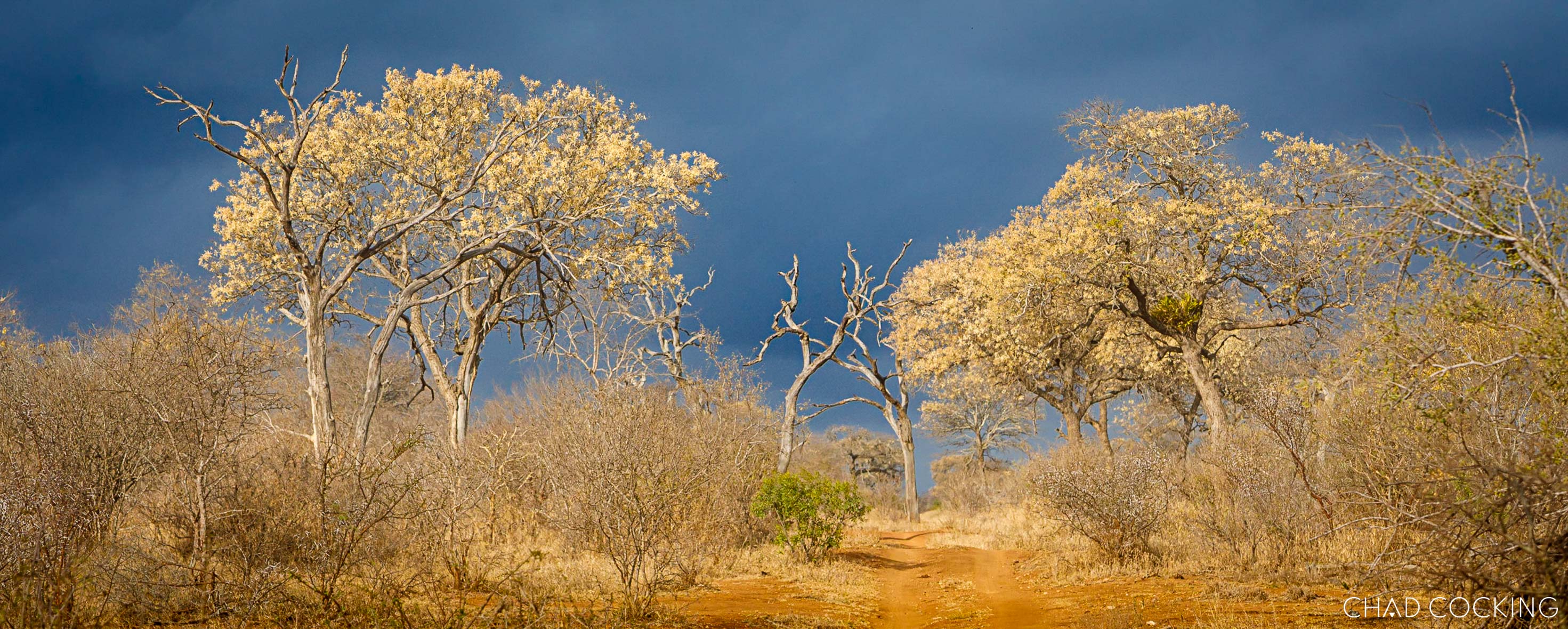 Yellow-flowering trees in the Timbavati against a dramatic spring sky.