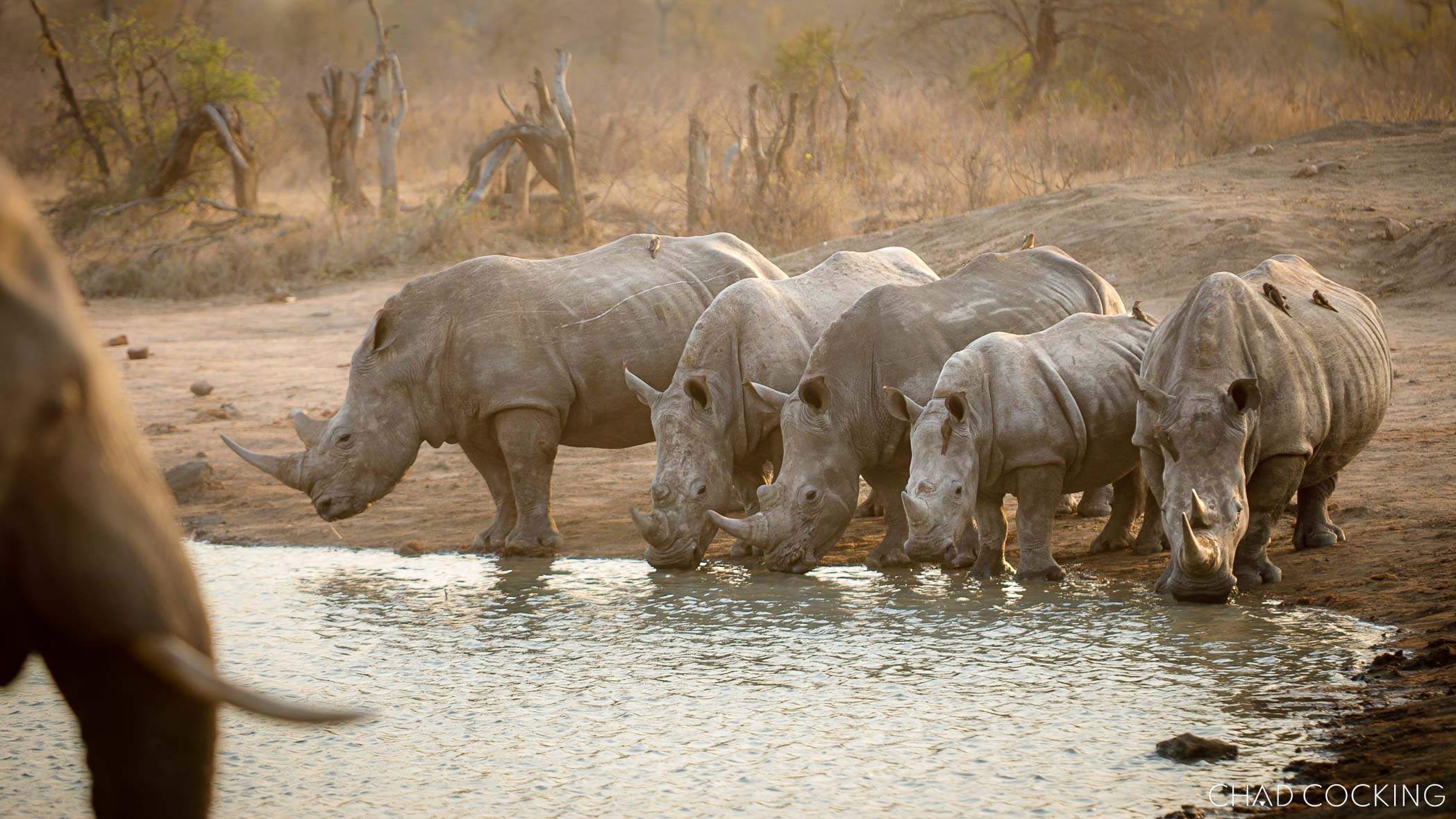 White rhinos drinking at a Timbavati waterhole at sunset.