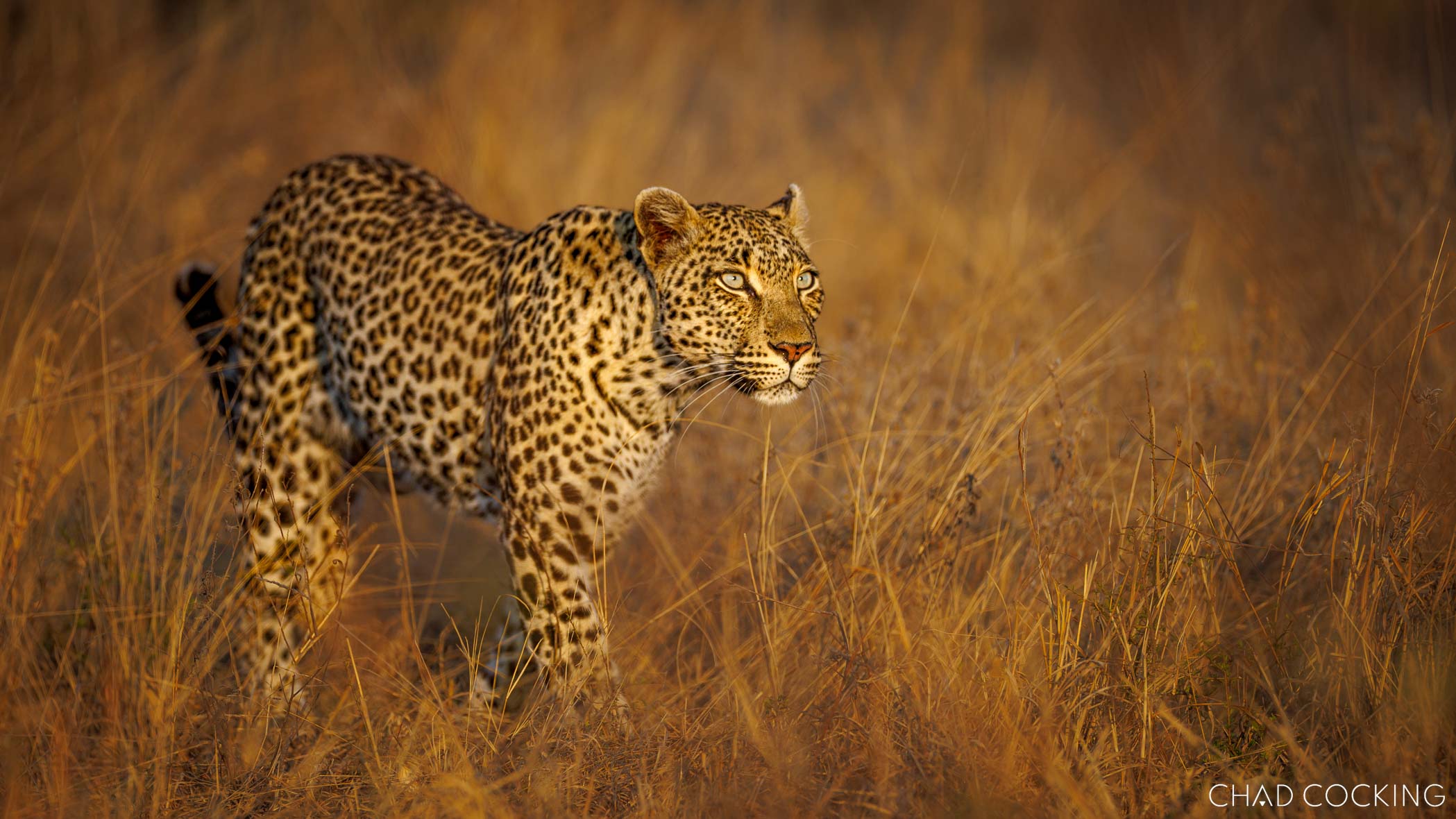 Leopard walking through golden spring grass in the Timbavati.