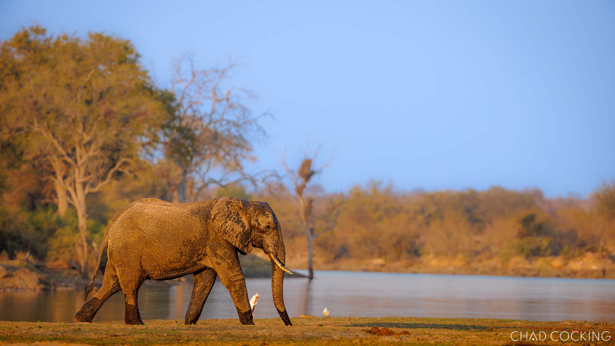 Elephant walking along the edge of a waterhole in the Timbavati.