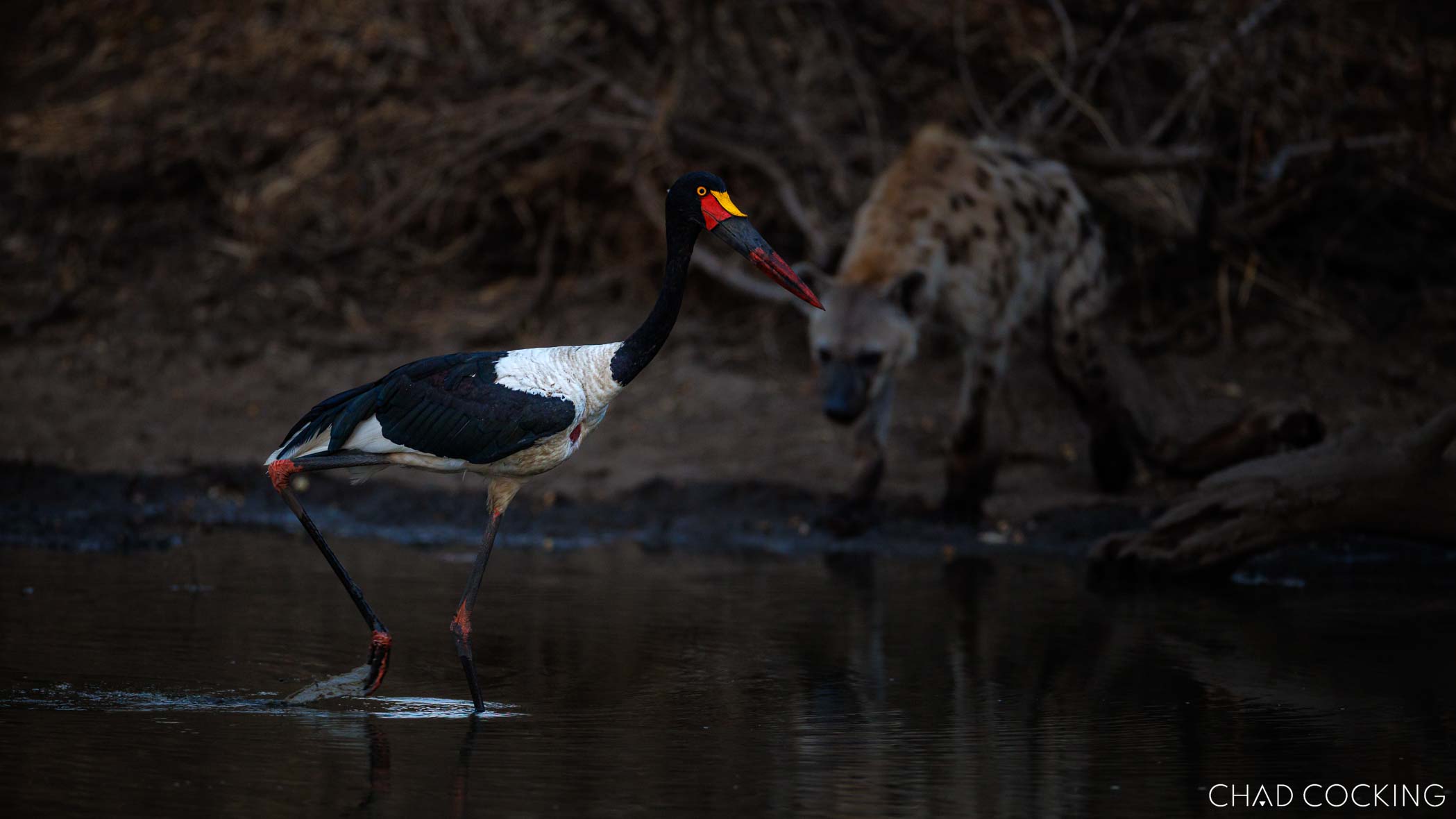Saddle-billed stork wading in water with a hyena in the background.