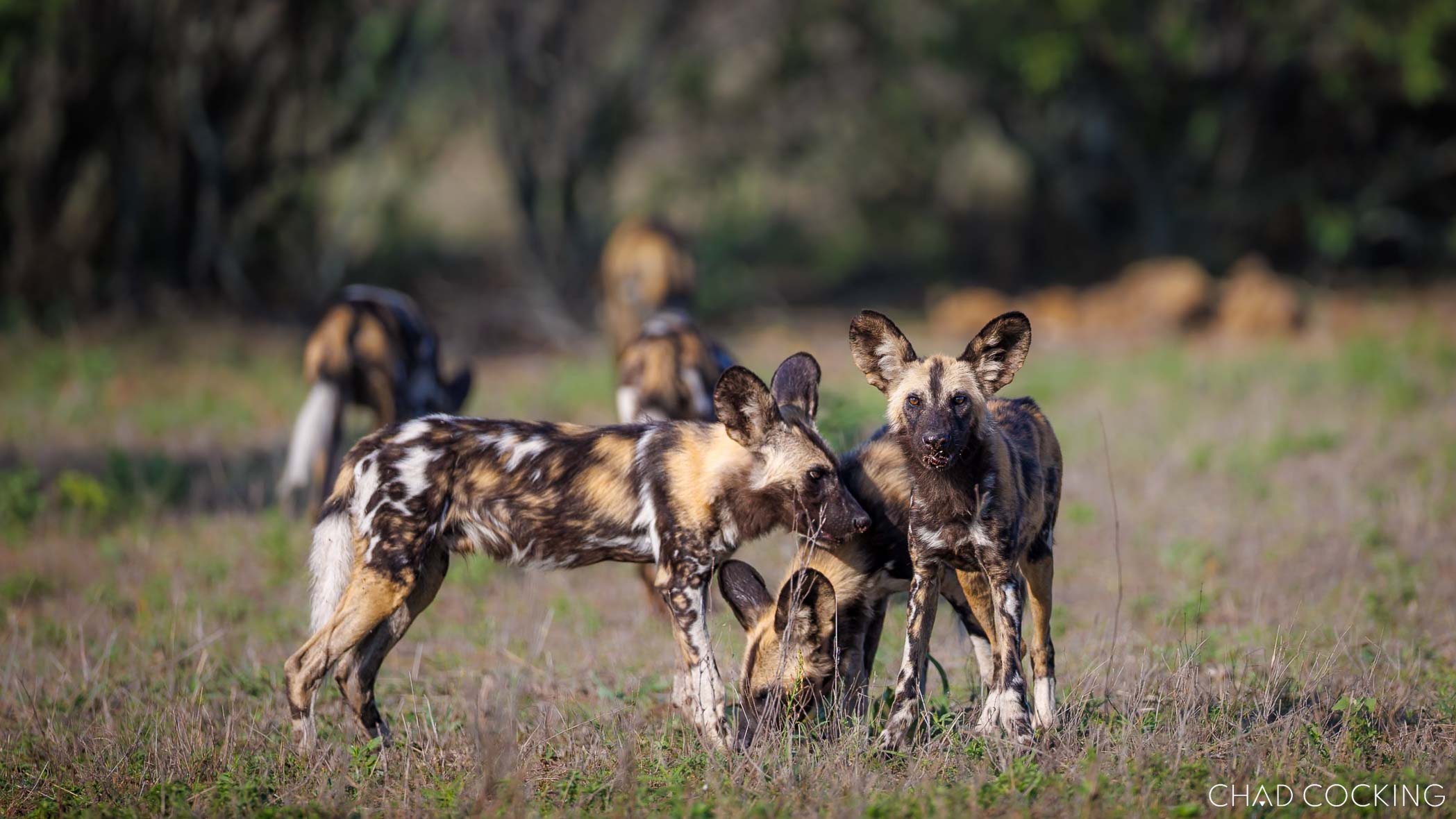A pack of African wild dogs in the Timbavati during spring.