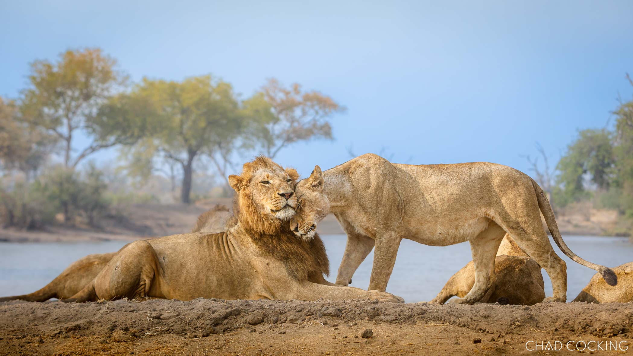 Lioness nuzzling a male lion beside a Timbavati waterhole.