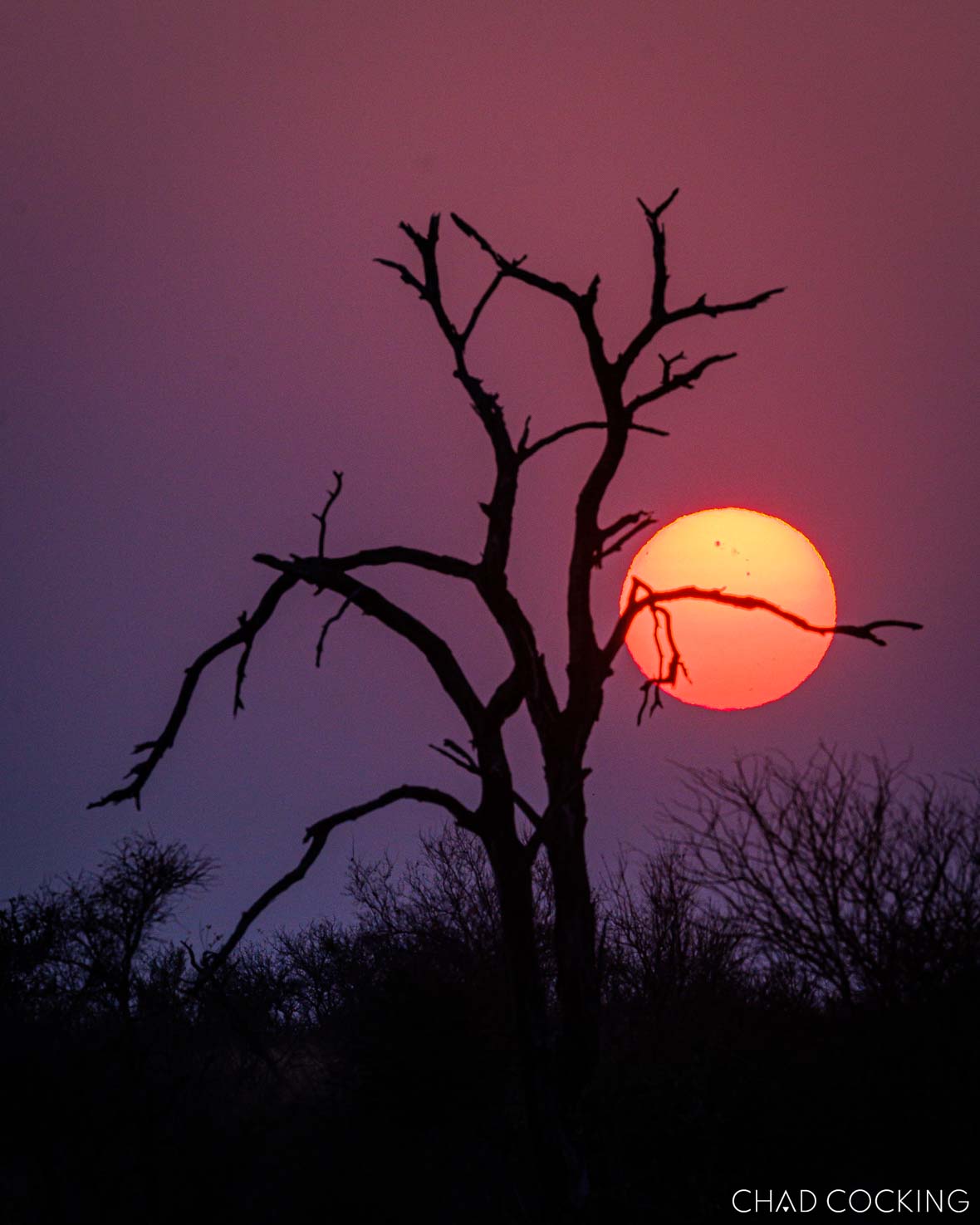 Fiery red sunrise through silhouetted trees in the Timbavati.