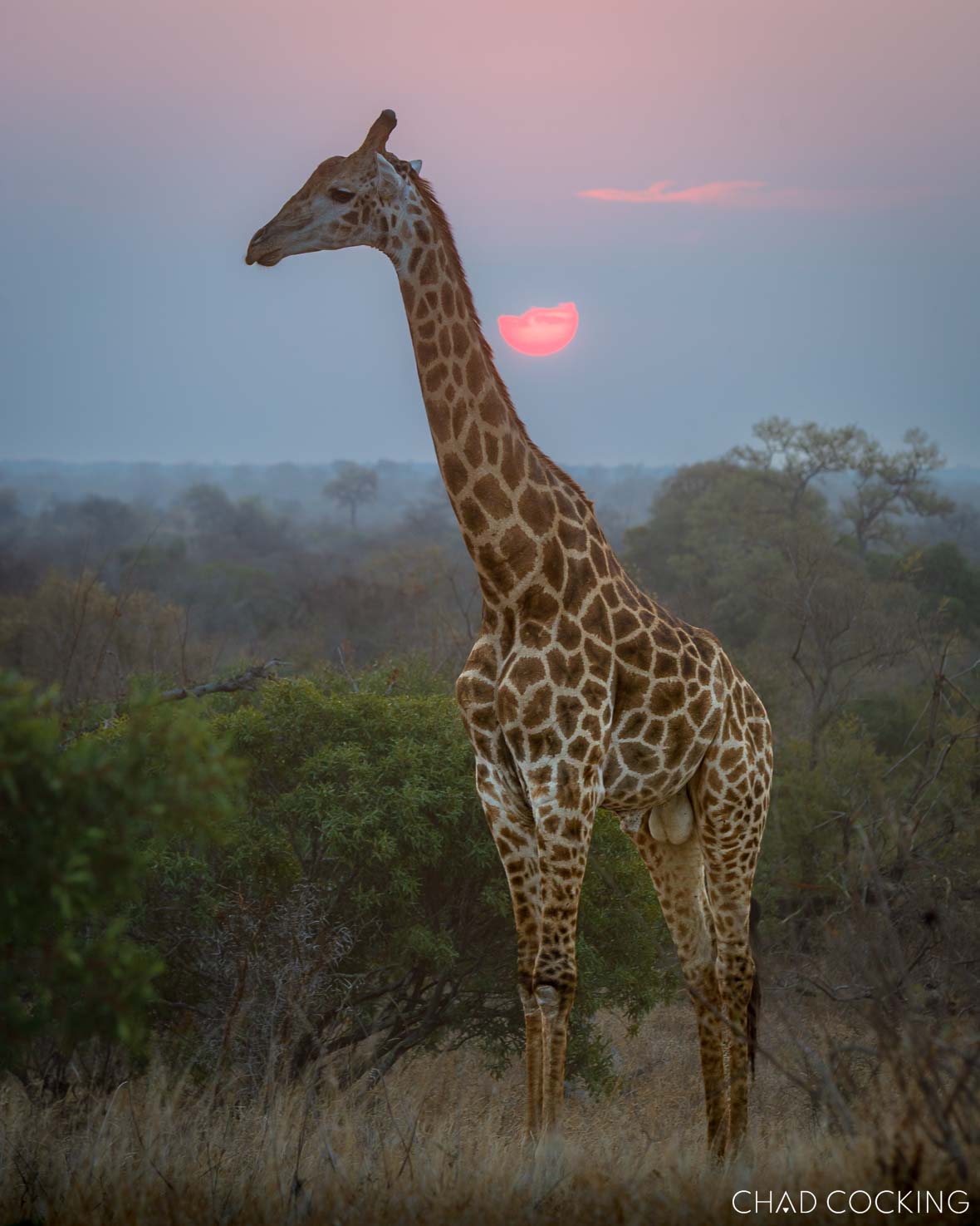 Giraffe standing tall against a pink spring sunrise in the Timbavati.