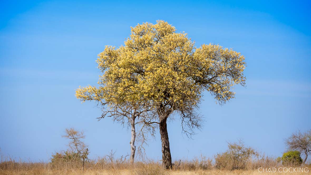 A flowering knobthorn tree stands tall against a clear blue sky in the Timbavati wilderness.