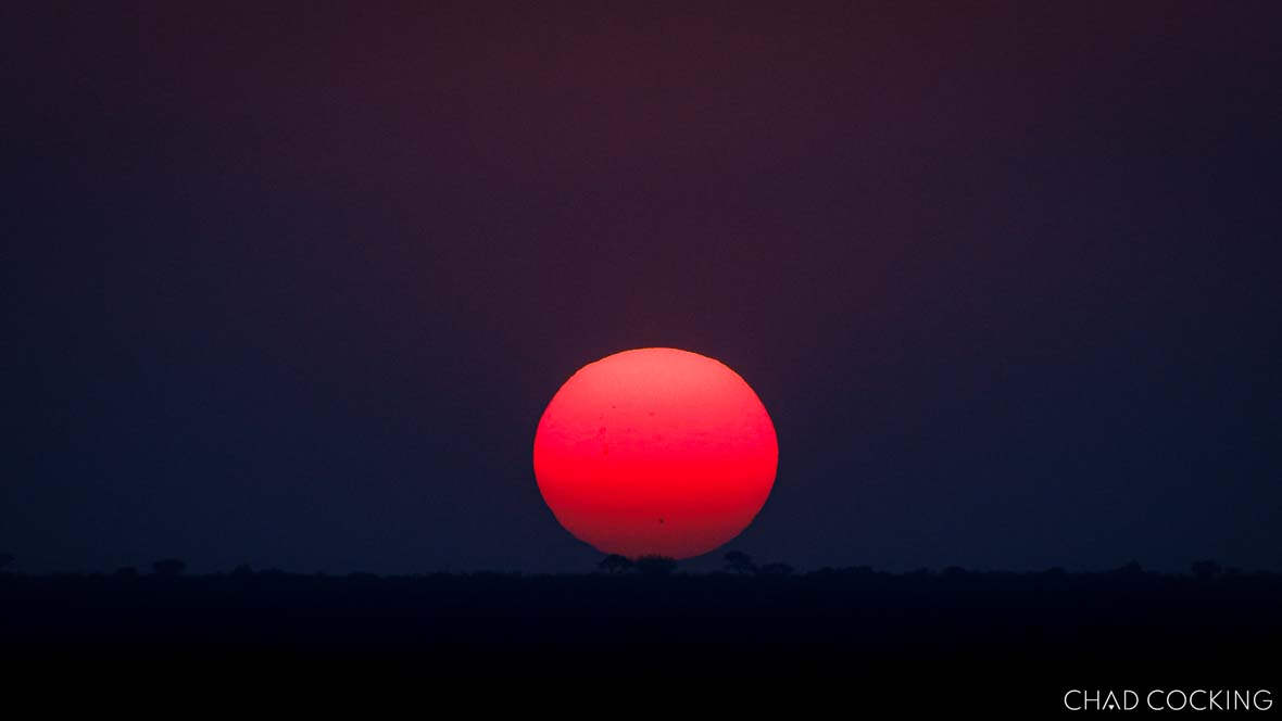 A deep red sun sets over the silhouetted horizon of the Timbavati wilderness.