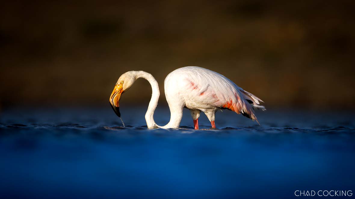 Greater flamingo with its curved beak in the water, feeding in the calm shallows of a Timbavati dam.