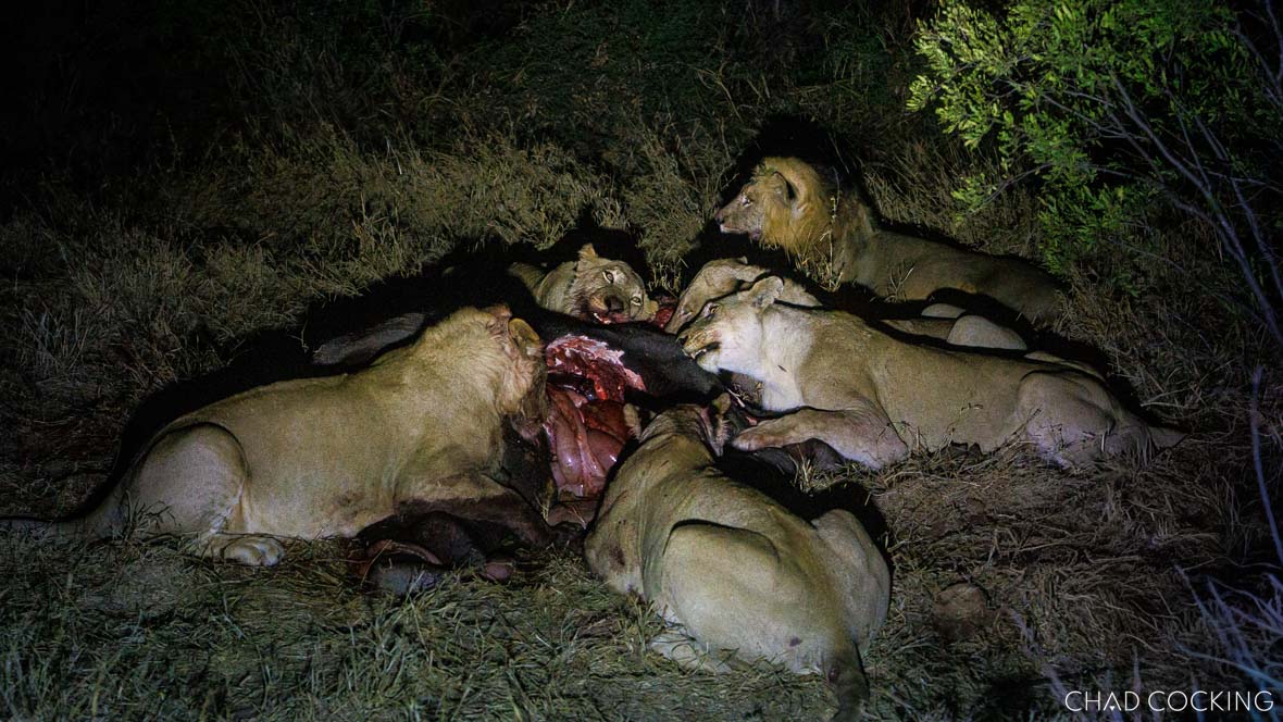 Nine lions from the Sark Breakaway Pride feeding on a young elephant carcass at night in Timbavati.