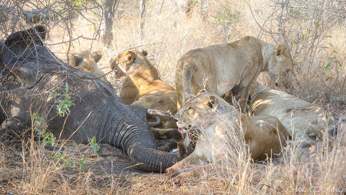 Lionesses from the Sark Breakaway Pride feeding on a young elephant carcass in daylight in the Timbavati.