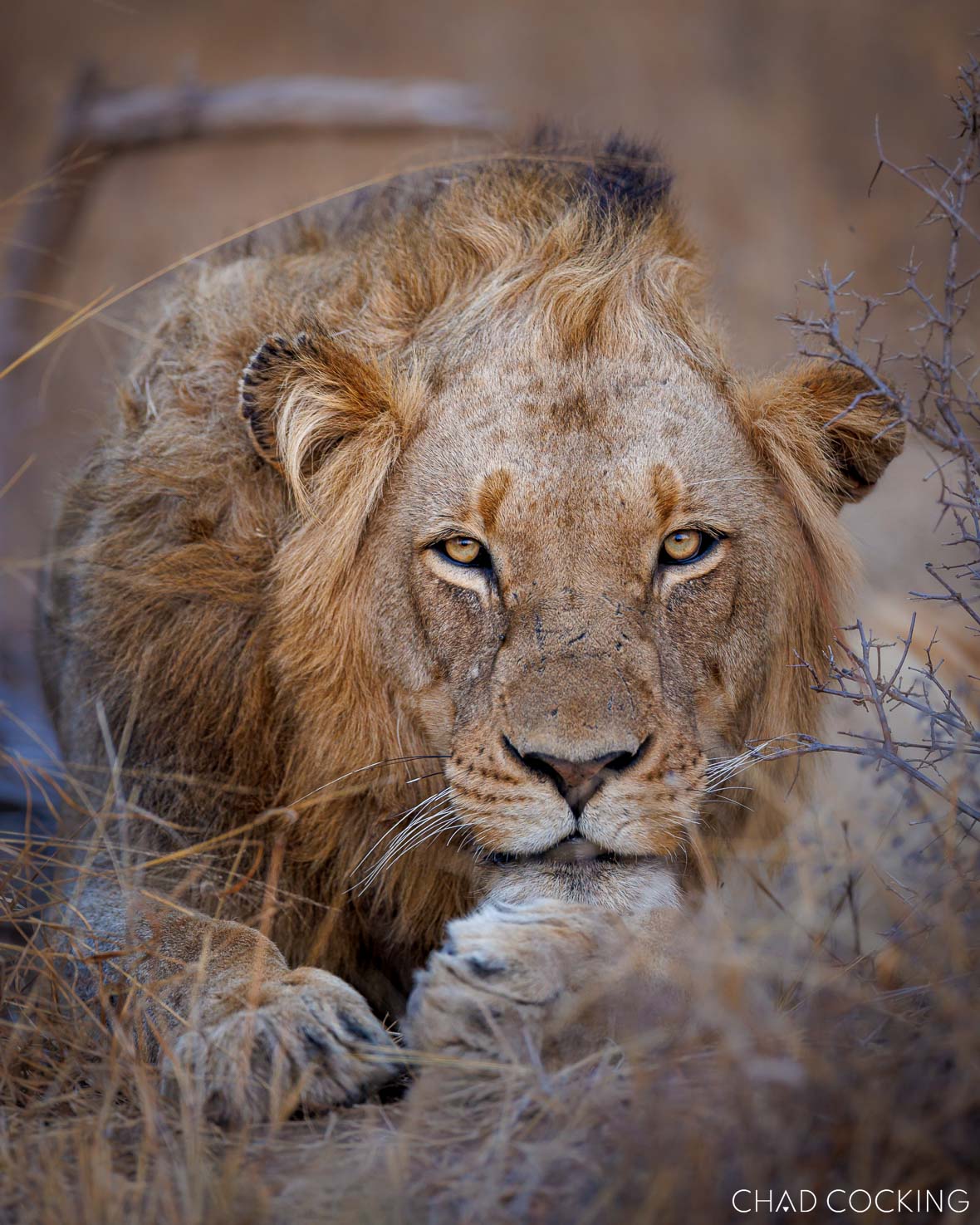 A young male lion from the Mawondane coalition stares intensely, resting in dry Timbavati grass.