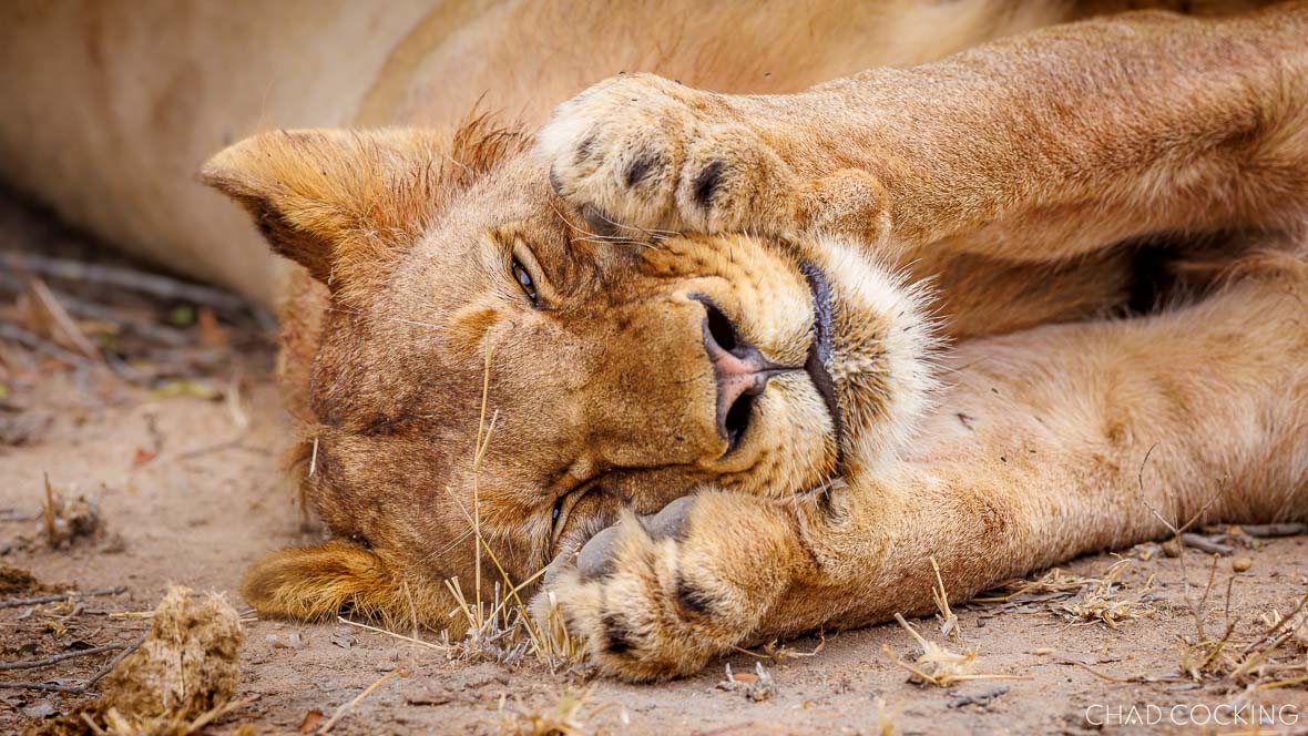 A lion lying on its side, covering its eyes with its paws while resting on dry Timbavati soil.