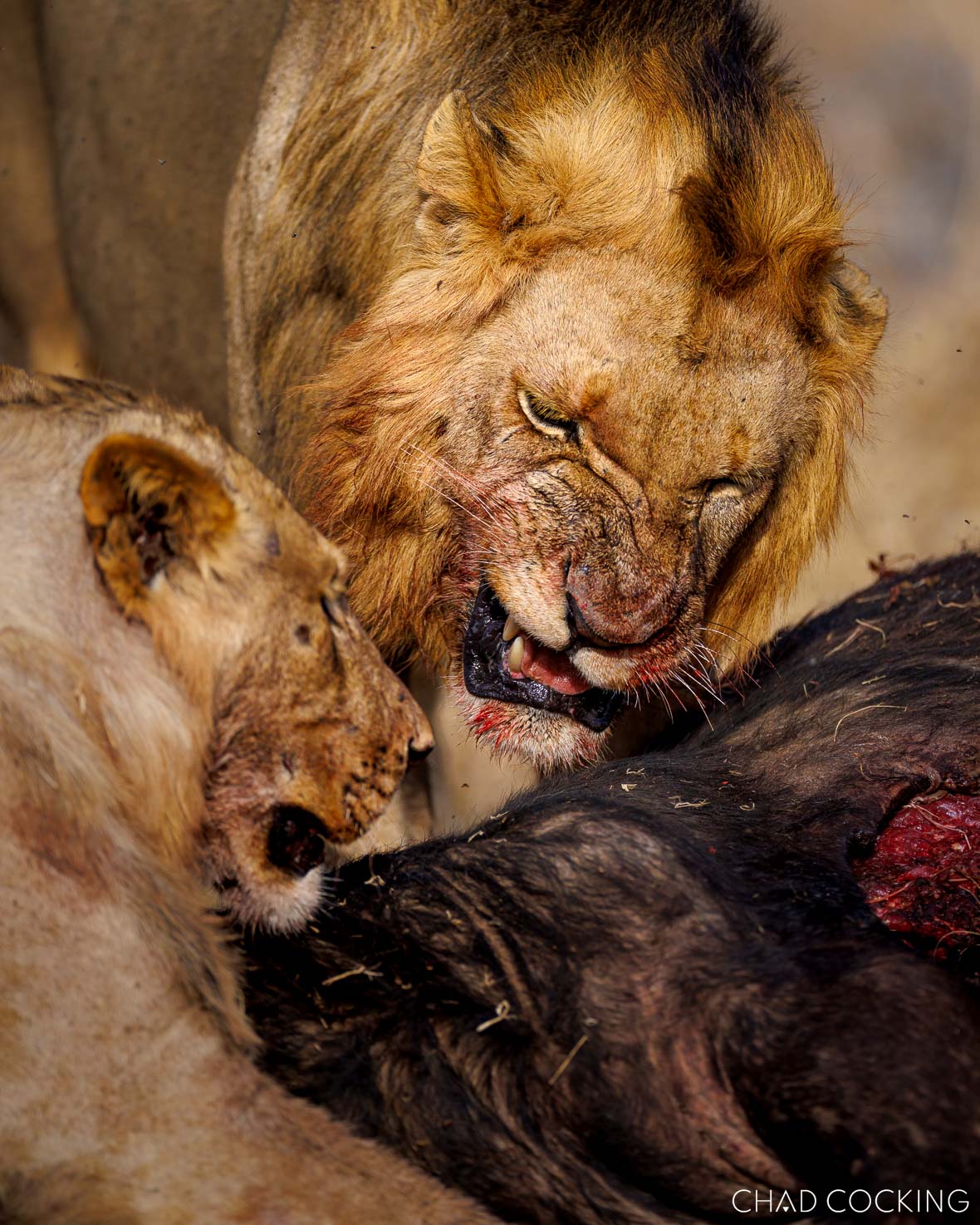 Male lion snarling while feeding on a buffalo carcass alongside another lion in the Greater Kruger region.
