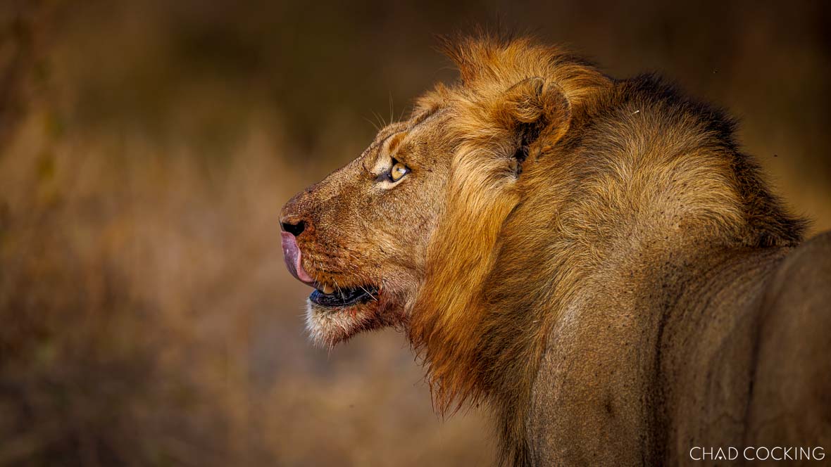 Close-up side profile of a male lion with blood-stained mouth after feeding, in the Timbavati Private Nature Reserve.