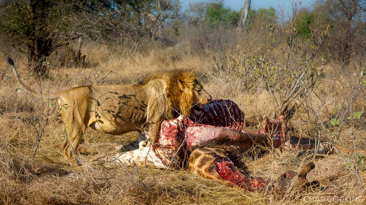Male lion feeding on giraffe carcass in dry bushveld