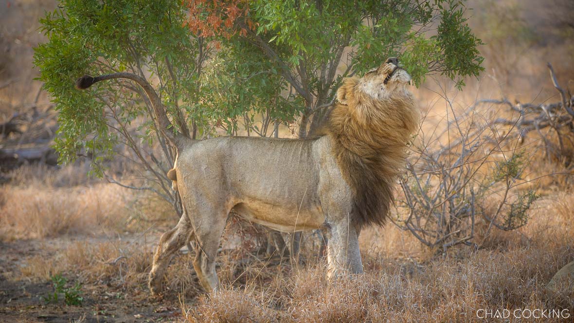 Male lion scent-marking under a tree in the Timbavati