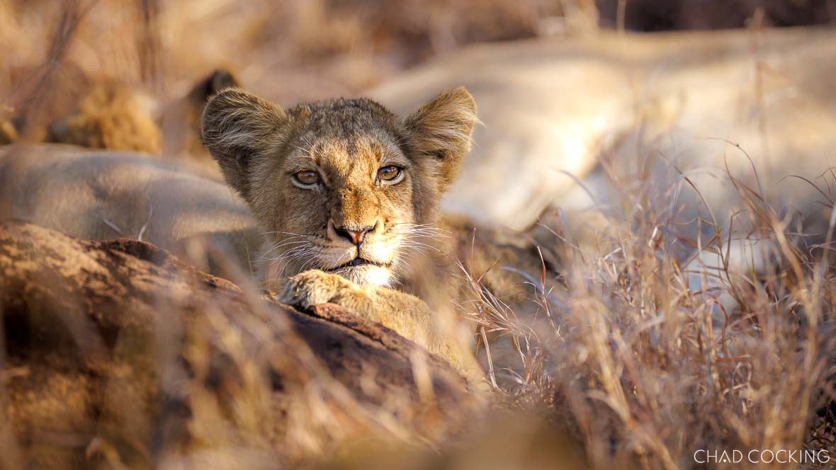 Young Mayambula Pride lion cub resting in the dry grass of the Timbavati.