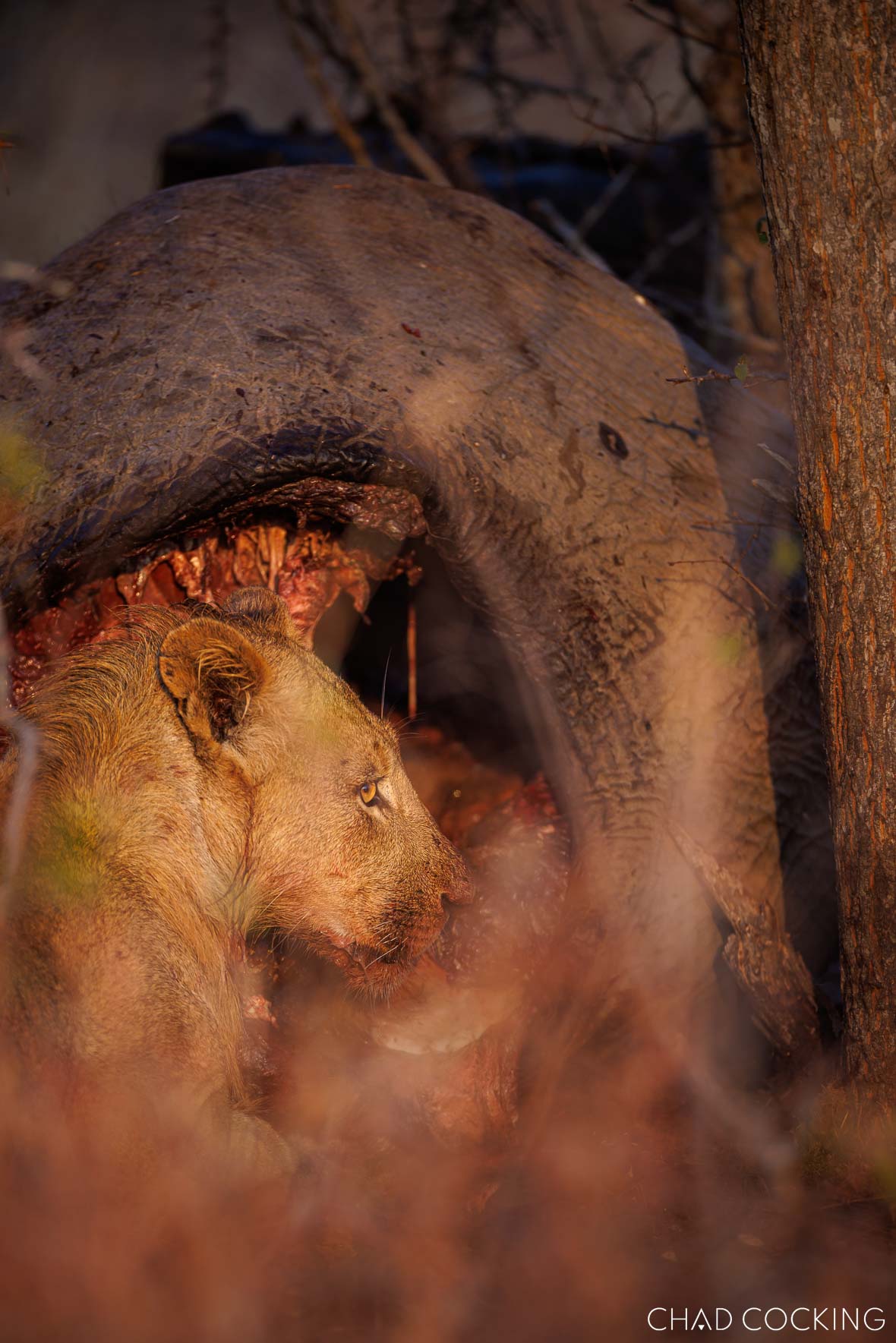 Young lion feeding on an elephant carcass in the Timbavati.