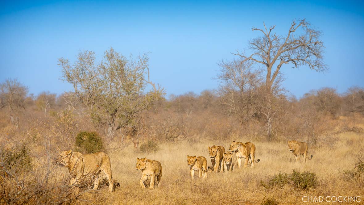A pride of lions walking through dry Timbavati bushveld under clear skies.