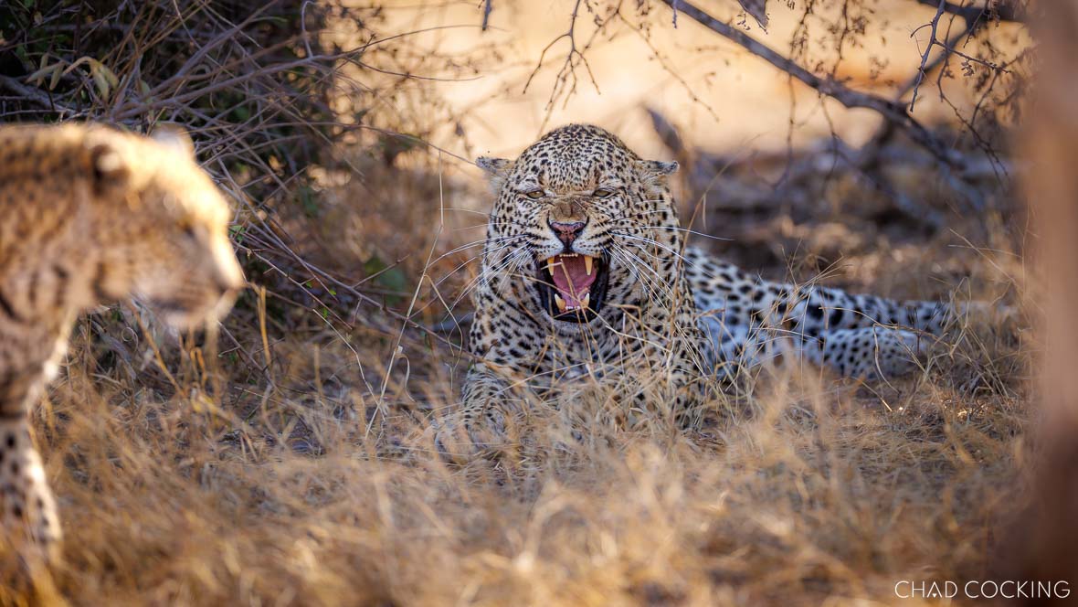 Male leopard Xivati snarling in the grass after killing Rhulani, the daughter of Nkaya Dam female, in the Timbavati.