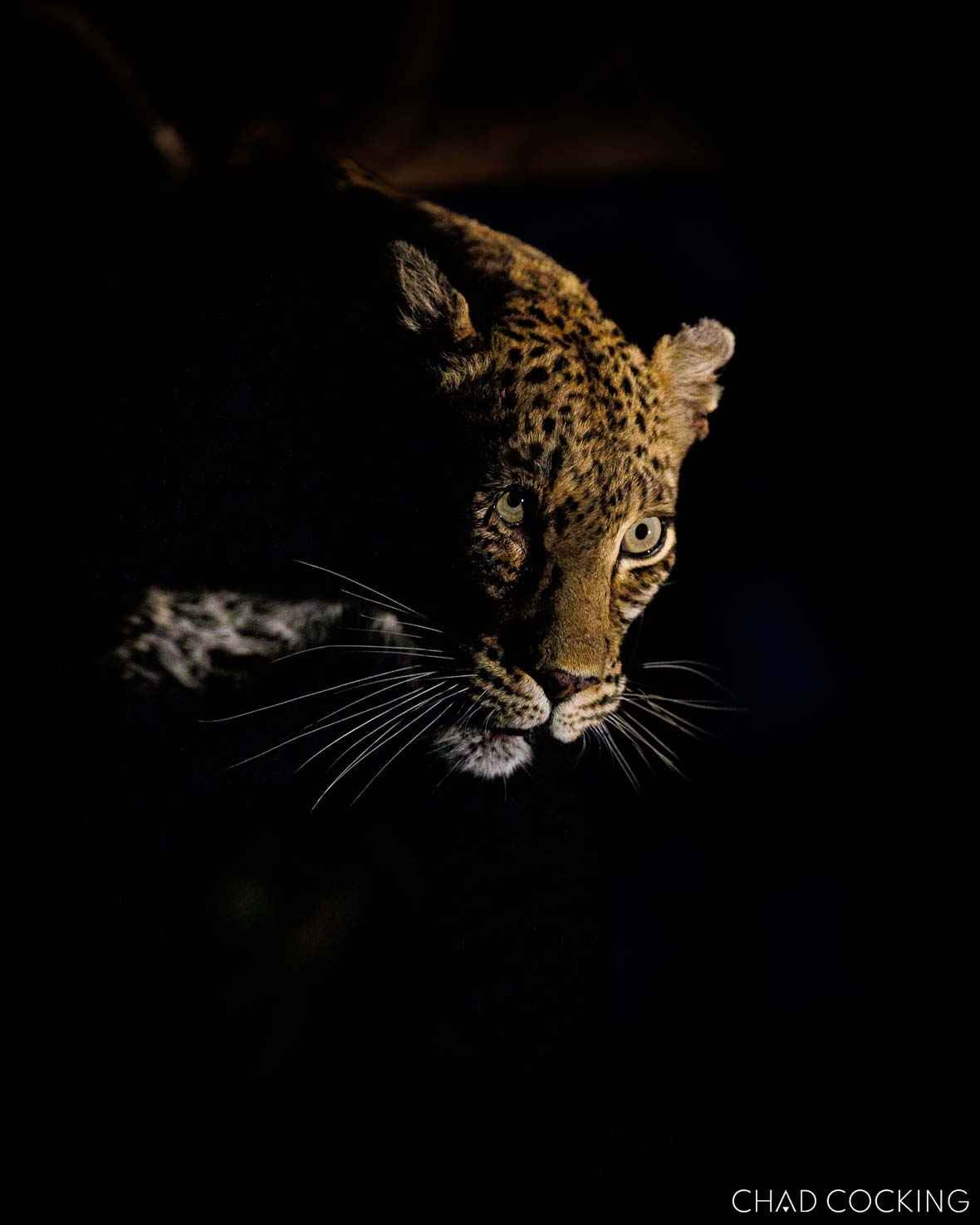 Male leopard Xivati emerging from the darkness during a night sighting in the Timbavati.