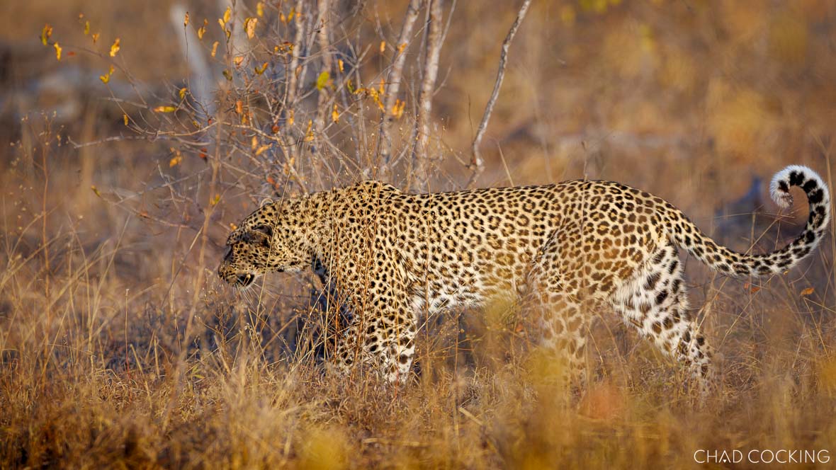 Rihati female leopard walking through golden Timbavati grass, increasingly relaxed with safari vehicles.
