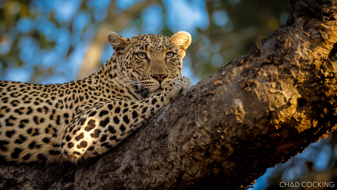 N’weti female leopard resting in a tree, gazing into the distance in Timbavati.