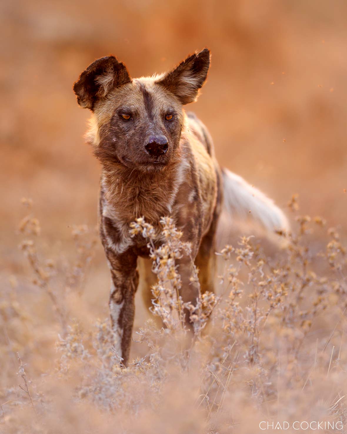 African wild dog standing alert in the Timbavati wilderness during golden light.